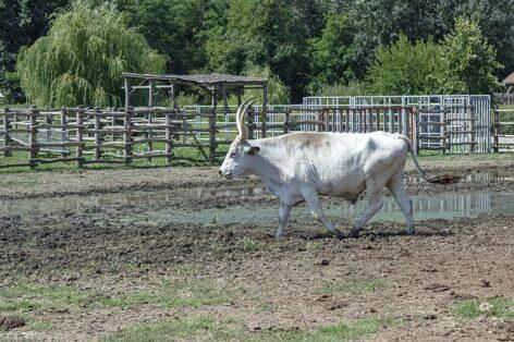 The National Park Administration of Kiskunság is renovating indigenous animal farms