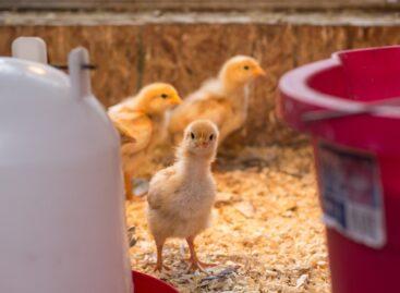 The new EU proposal would be impossible for chicken and egg production