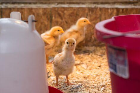 A csirke- és a tojástermelést is ellehetetlenítené az új uniós javaslat