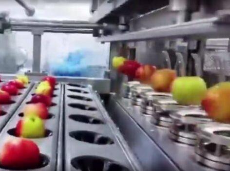 Fruit processing at a speed of 180 aunt/h – Video of the day
