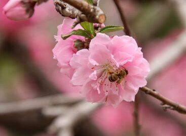 Arctic cold is coming, blooming fruit trees must be protected from frost