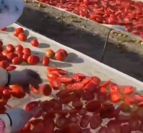 Where are dried tomatoes grown – Video of the day