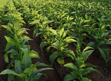 The Continental Tobacco Group supports domestic tobacco cultivation by increasing the purchase price