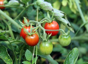 Revolutionary tomato harvesting robot for the greenhouse cultivation of the future