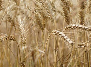 Oeconomus: the wheat harvest in Hungary increased by 36 percent last year