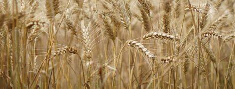 A working group examines the effects of Ukrainian grain