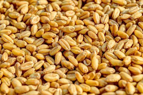 AKI: csökkent a búza és a kukorica termelői ára tavalyhoz képest