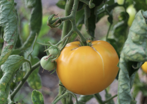 Landscape variety, organic tomato seedlings can conquer again