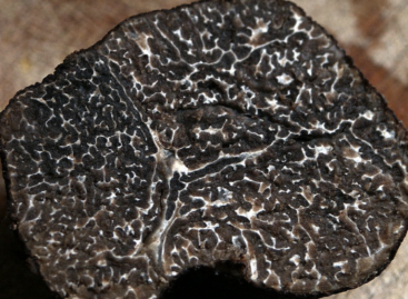 Jászság became the new center of truffles