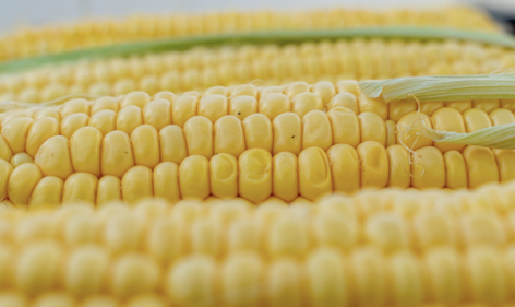 Raskó György: az ukrán kukorica nélkül hatalmas hiány lesz a hazai piacon kukoricából