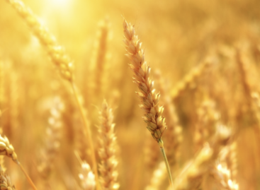 The Grain Association opposes the ban on Ukrainian imports