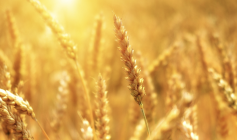The Grain Association opposes the ban on Ukrainian imports