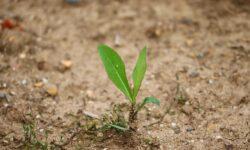 A drying country, lacking answers – agriculture is one of the biggest domestic victims of climate change