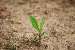 Kiszáradó ország, elmaradó válaszok – a mezőgazdaság, a klímaváltozás egyik legnagyobb hazai elszenvedője