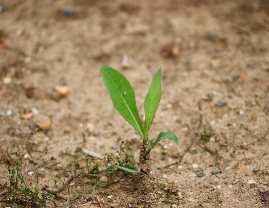 A drying country, lacking answers – agriculture is one of the biggest domestic victims of climate change