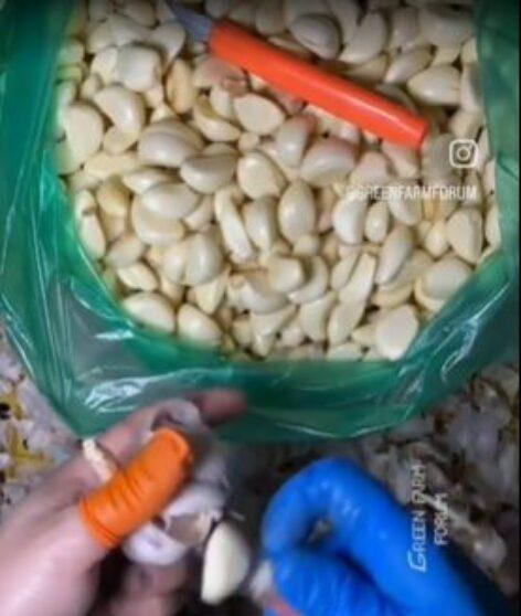 Master level garlic peeling – Video of the day