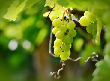An important deadline is approaching for growers and distributors of grape propagating material