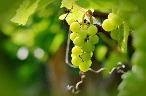 Fontos határidő közeledik a szőlő szaporítóanyag termesztők és forgalmazók számára