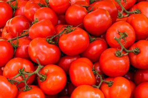An oversupply and a new plant disease threaten this year’s tomatoes