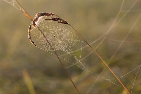 Beneficial spiders are declining significantly in agricultural areas