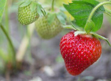By the second half of April, Hungarian strawberries are competitively priced with imports