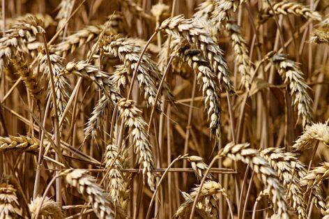 Agrárközgazdasági Intézet: folytatódott a gabona termelői árának csökkenése