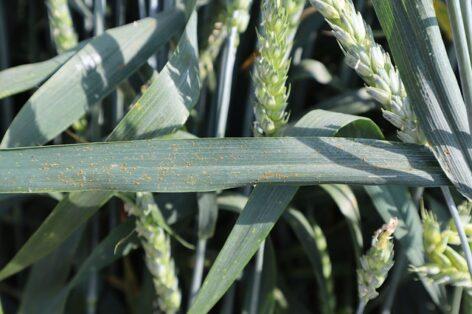 Agroforum: due to the mild winter, fungal infection threatens the wheat and barley stocks