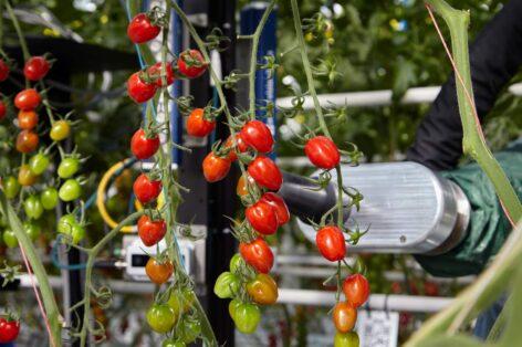Syngenta: The tomato sector is facing major challenges worldwide