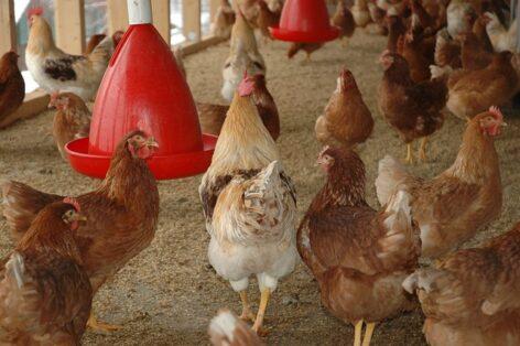Provisional rules for the introduction and movement of poultry