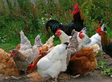 The poultry sector can remain competitive with continuous development