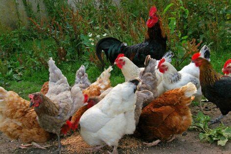 The poultry sector can remain competitive with continuous development