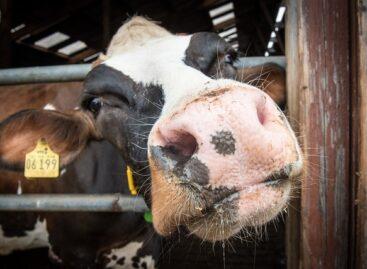 A model for the efficient operation of dairy farms was created at SZTE