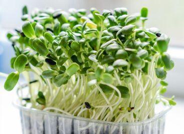 Microgreen producers were checked in the Supermint program