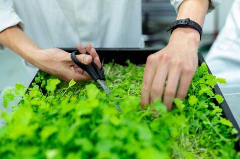 Infarm closes Copenhagen operations amid ongoing ‘strategy shift’ & vertical farming consolidation