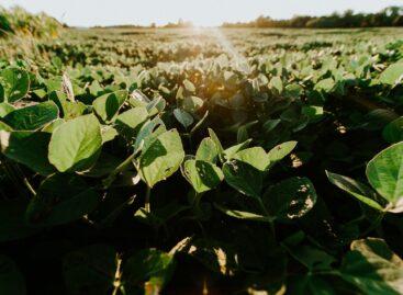 A Bunge és a Viterra összeolvadásával „globális agrárgazdasági erőmű” jön létre