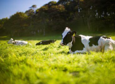 Írországban felmerült tejelőmarha-állomány csökkentésének kérdése