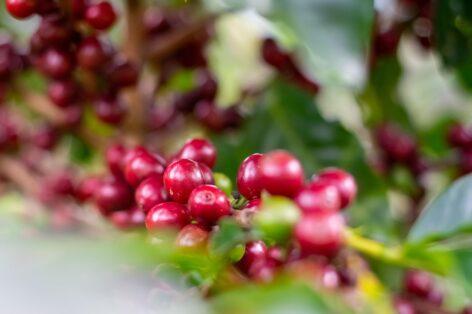 Coffee research group progresses on naturally decaffeinated varieties