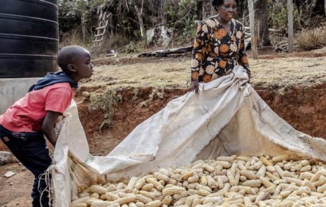 FAO: májusban csökkentek a globális élelmiszerárak