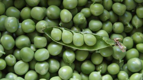 Alternative protein project to produce “tasteless peas” to avoid industry reliance on unsustainable soy