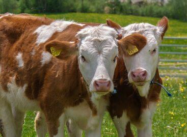 Információk a tejelő szarvasmarha, húsmarha- és juhtartók számára