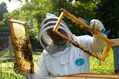 The beekeeping support program starts