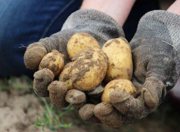 Potato cultivation in Hargita County has dropped significantly