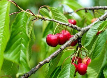 The domestic cherries are ripening. The popular fruit will soon be available in larger quantities on the markets