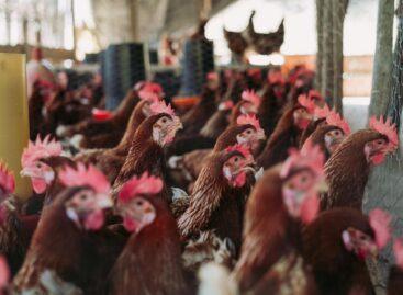 Poultry price increase was twice as big as the pig price rise