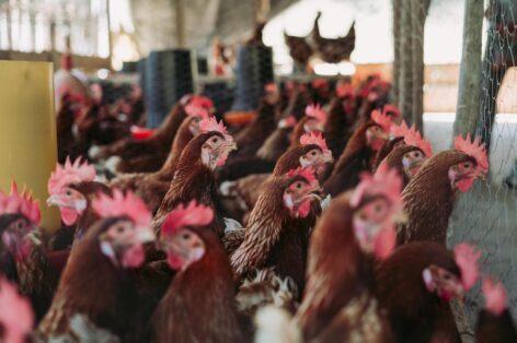 Poultry price increase was twice as big as the pig price rise