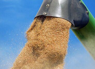 The producer price of wheat is 21 percent lower than a year ago