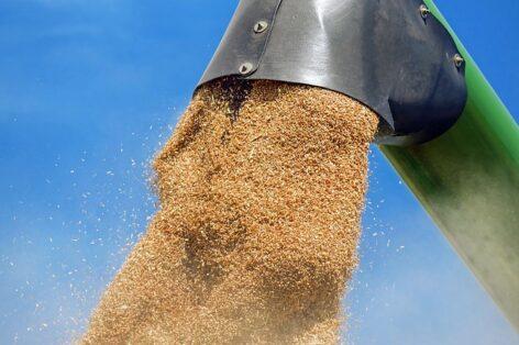 Slovenian farmers are worried about Ukrainian wheat and flour