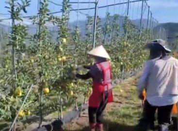 Almaültetvény Dél-Koreában -A nap videója