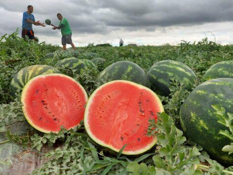 We expect excellent Hungarian melons this year