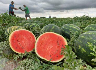 Only Hungarian watermelons at PENNY this year